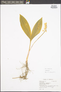 Convallaria majalis image