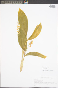 Convallaria majalis image