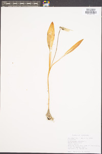 Erythronium albidum image