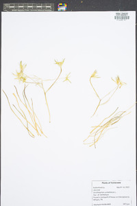 Ornithogalum umbellatum image