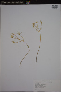 Ornithogalum umbellatum image