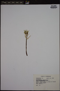 Ornithogalum umbellatum image