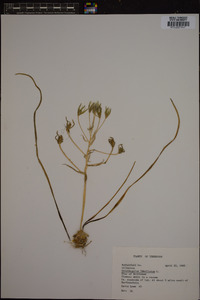 Ornithogalum umbellatum image