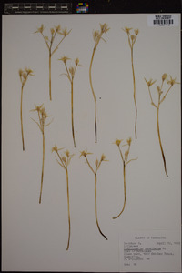 Ornithogalum umbellatum image