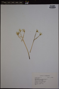 Ornithogalum umbellatum image