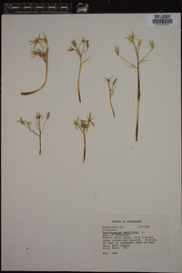 Ornithogalum umbellatum image