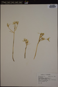 Ornithogalum umbellatum image