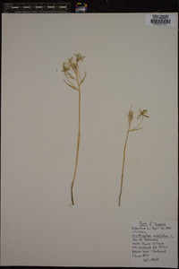 Ornithogalum umbellatum image