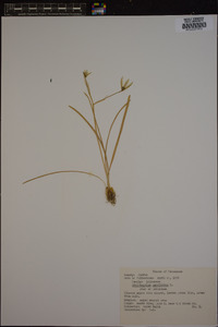 Ornithogalum umbellatum image