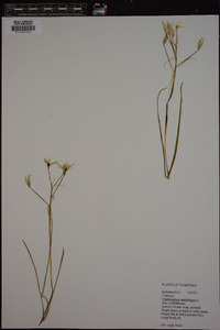 Ornithogalum umbellatum image