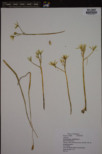 Ornithogalum umbellatum image