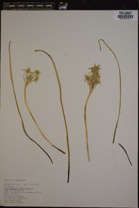 Ornithogalum umbellatum image