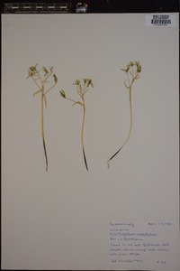 Ornithogalum umbellatum image