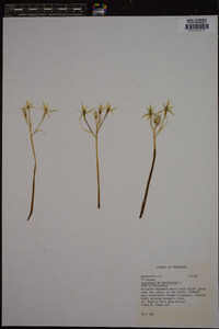 Ornithogalum umbellatum image