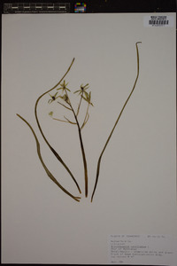 Ornithogalum umbellatum image