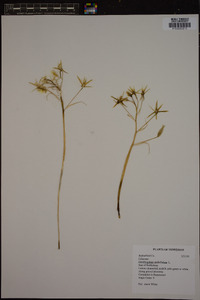 Ornithogalum umbellatum image