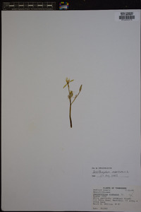 Ornithogalum umbellatum image