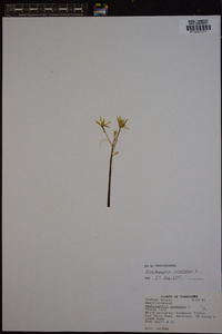 Ornithogalum umbellatum image