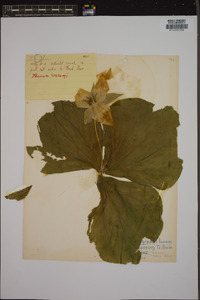 Trillium grandiflorum image