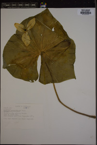 Trillium grandiflorum image