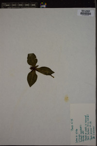 Trillium erectum image