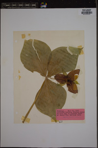 Trillium erectum image