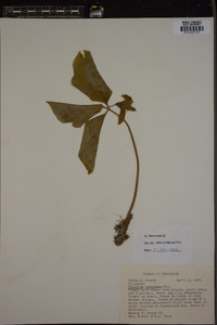 Trillium catesbaei image
