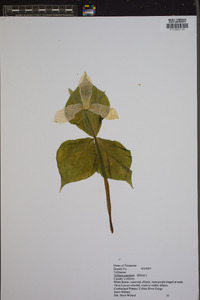 Trillium catesbaei image