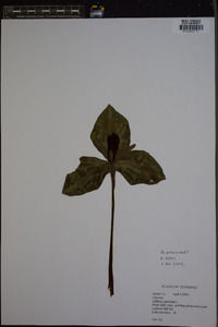 Trillium cuneatum image