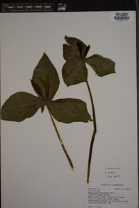 Trillium cuneatum image