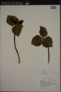 Trillium cuneatum image