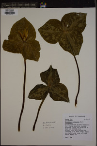 Trillium cuneatum image