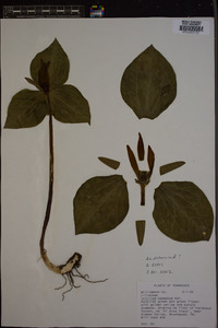 Trillium cuneatum image