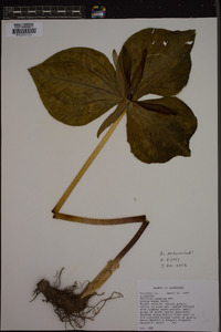 Trillium cuneatum image