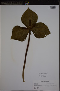 Trillium cuneatum image