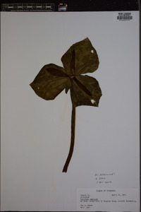 Trillium cuneatum image