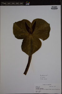 Trillium cuneatum image