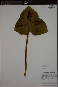 Trillium cuneatum image