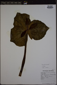 Trillium cuneatum image