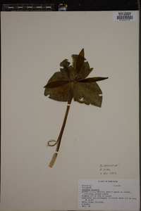 Trillium cuneatum image