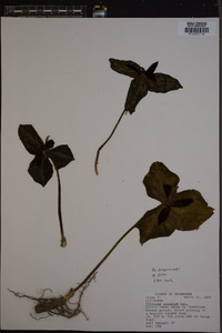 Trillium cuneatum image