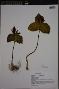 Trillium cuneatum image