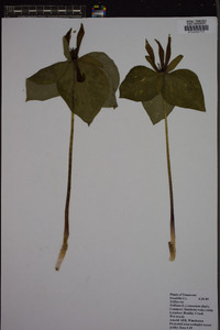 Trillium cuneatum image