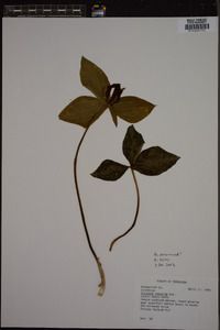 Trillium cuneatum image