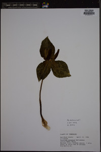 Trillium cuneatum image