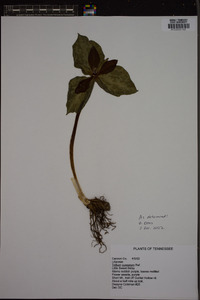 Trillium cuneatum image