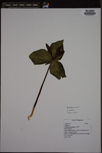 Trillium cuneatum image