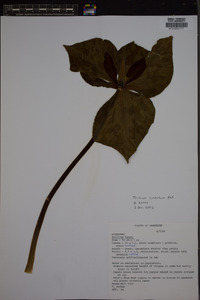 Trillium cuneatum image