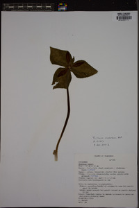 Trillium cuneatum image