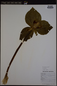 Trillium cuneatum image